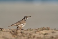 Skrivan dudkovity - Alaemon alaudipes - Greater Hoopoe-Lark o0418